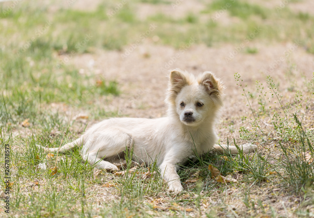 White puppy kneeling on the grass, outdoor spring White puppy kneeling on the grass, outdoor spring