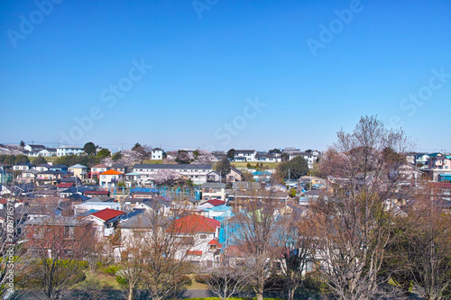 春の桜咲く、横浜市山手の閑静な住宅街
