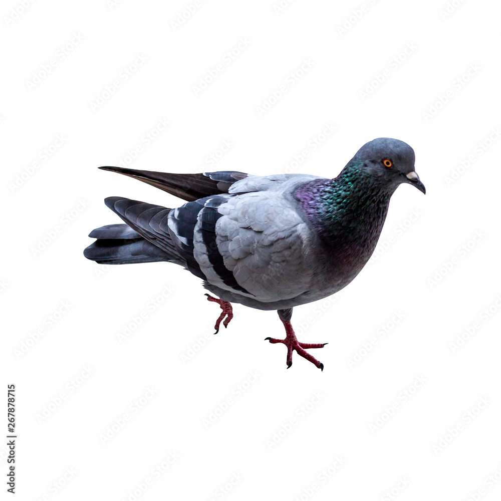 Pigeon isolated on white background,with clipping path Pigeon isolated on white background,with clipping path