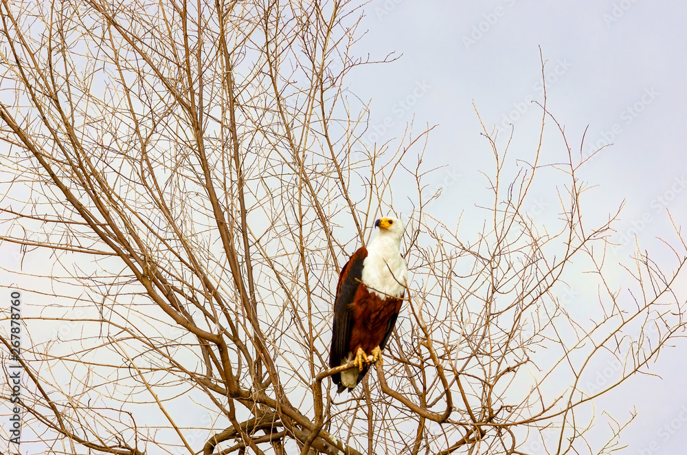 The eagle is sitting on the branches of trees. Kenya, a national