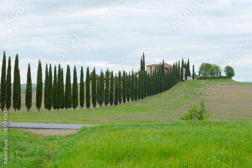A row of cypresses. Val d'Orcia landscape in spring. Hills of Tuscany. Cypresses, hills, yellow rapeseed fields and green meadows. Val d'Orcia, Siena, Tuscany, Italy - May, 2019.
