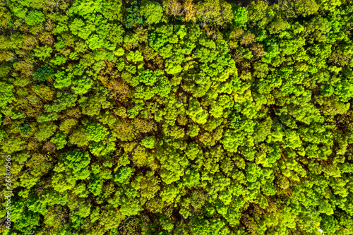 Tree Aerial