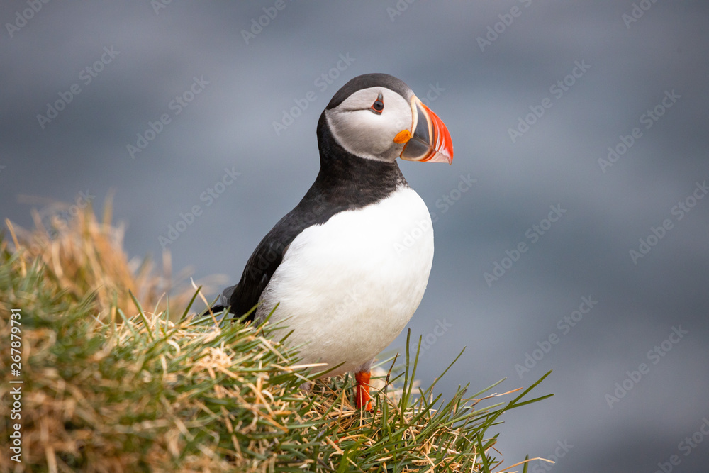 Fototapeta premium Puffin in profile at Borgarfjarðarhöfn