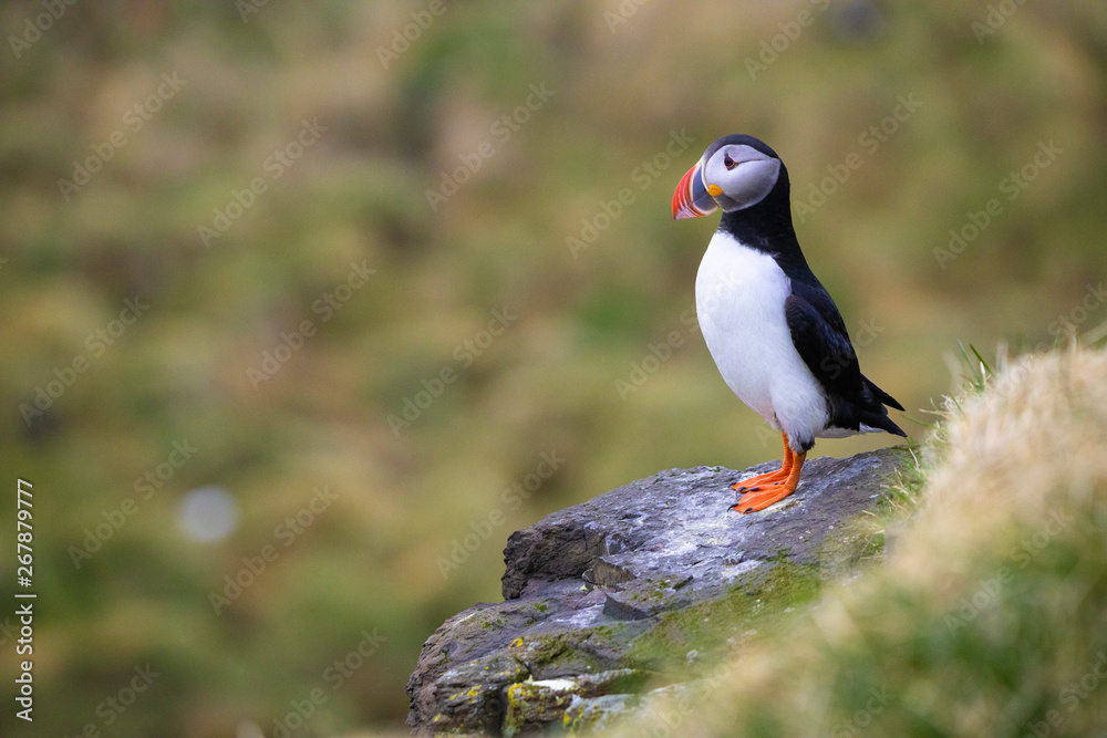 Puffin perched on a rock at Borgarfjarðarhöfn in Iceland Puffin perched on a rock at Borgarfjarðarhöfn in Iceland