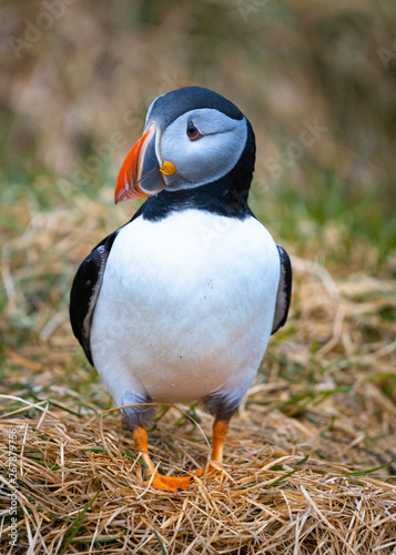A puffin at Borgarfjarðarhöfn in Iceland