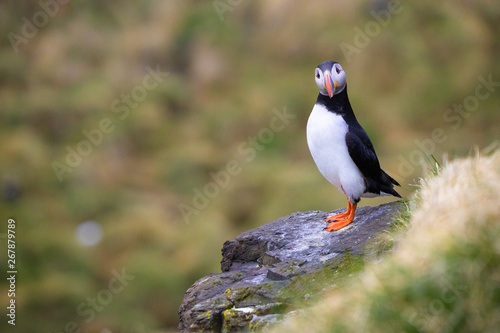 Puffin looking into camera at Borgarfjarðarhöfn in Iceland