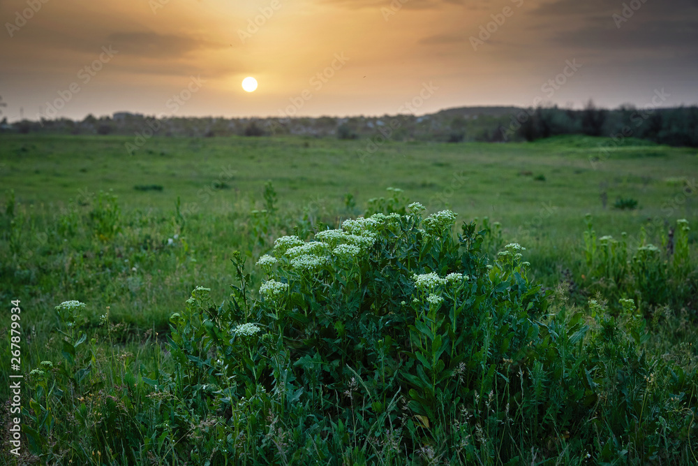 Spring green meadow at sunset