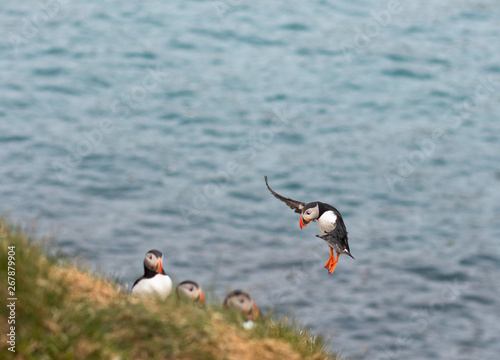 A puffin lands at Borgarfjarðarhöfn on the north east coast of Iceland