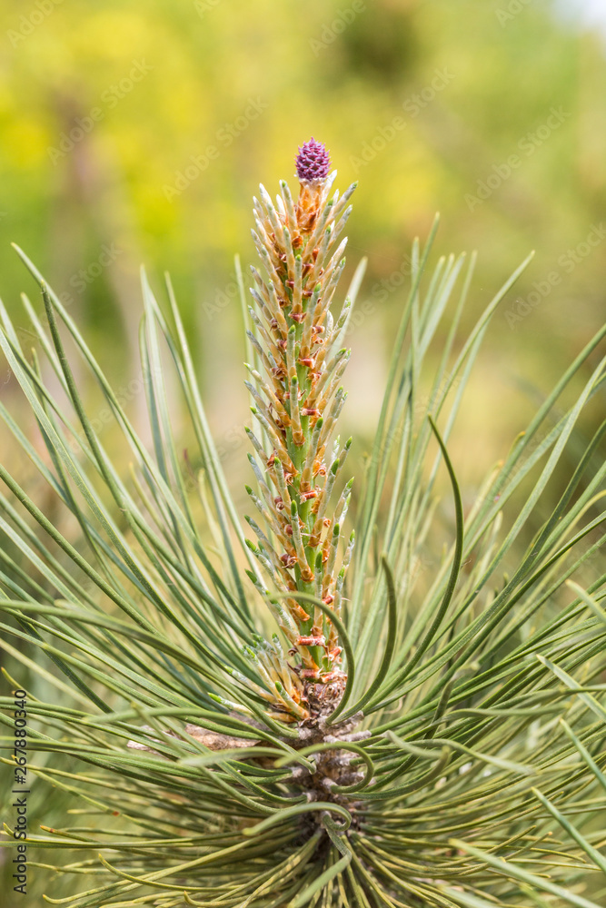 Outdoor green conifer pine blossoms, spring outdoors，Pinus yunnanensis