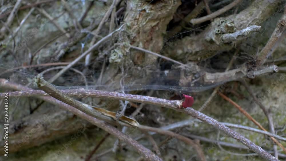 Cob webs on dried ivy branches being moved by passing wind Cob webs on dried ivy branches being moved by passing wind