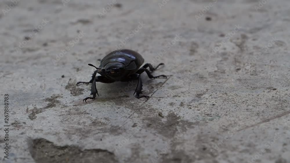 Insect macro Black Beetle Black beetle crawling on the surface Insect macro Black Beetle Black beetle crawling on the surface