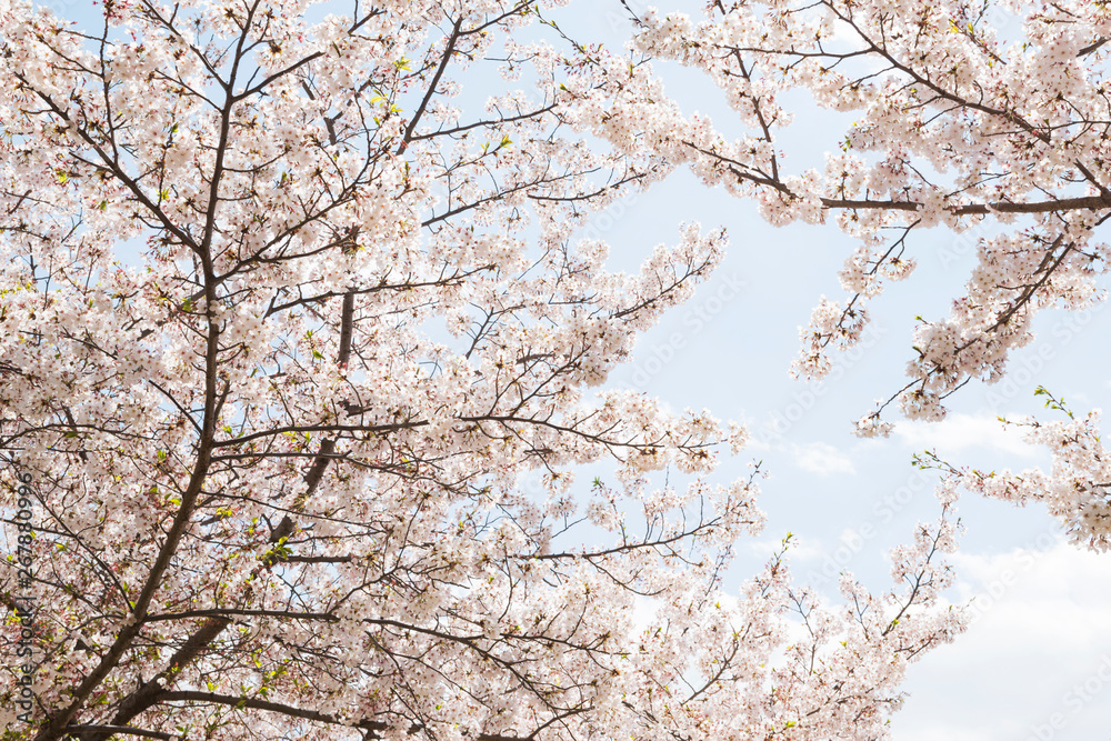 桜 桜