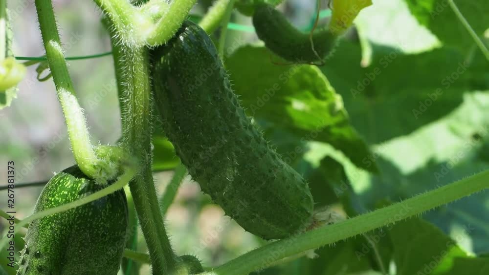 Young green cucumbers in greenhouse. Organic eating. Agriculture retailer. Farmer's food. Young plant cucumber with yellow flowers. Juicy fresh cucumber close-up macro on a background of leaves 