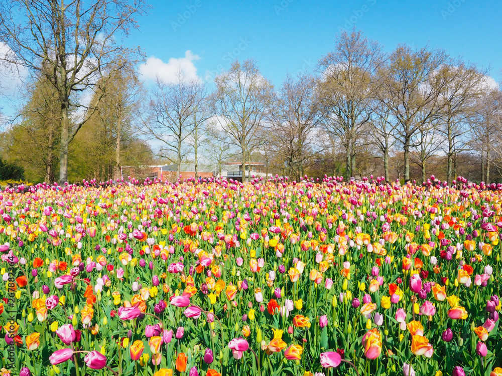 Beautiful tulips in spring Symbol of the country of the Netherlands