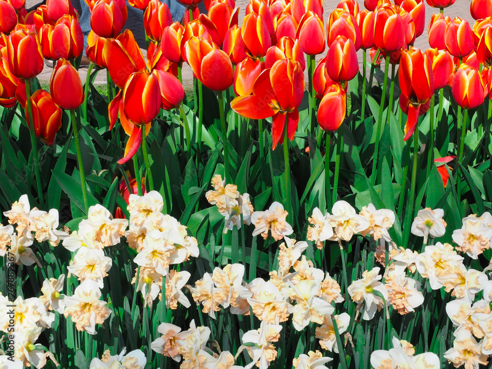 Obraz premium Beautiful tulips in spring Symbol of the country of the Netherlands