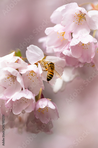Honey bee gathering pollen on a cherry blossom tree. 