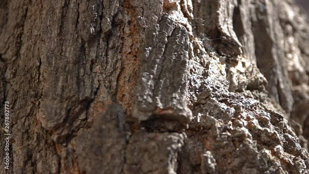 Closeup of the Bark of a White Mulberry Tree. Macro Shot of A Deep and Prominent Bark Tree. Closeup of the Bark of a White Mulberry Tree. Macro Shot of A Deep and Prominent Bark Tree.