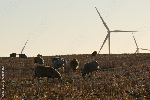 A flock of sheep grazing on a drought affected grass hill with a wind farm turbines in the background.