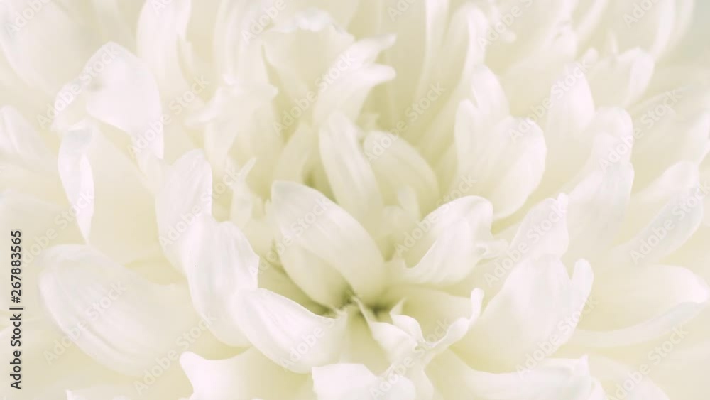 White large flower design, close up and macro
