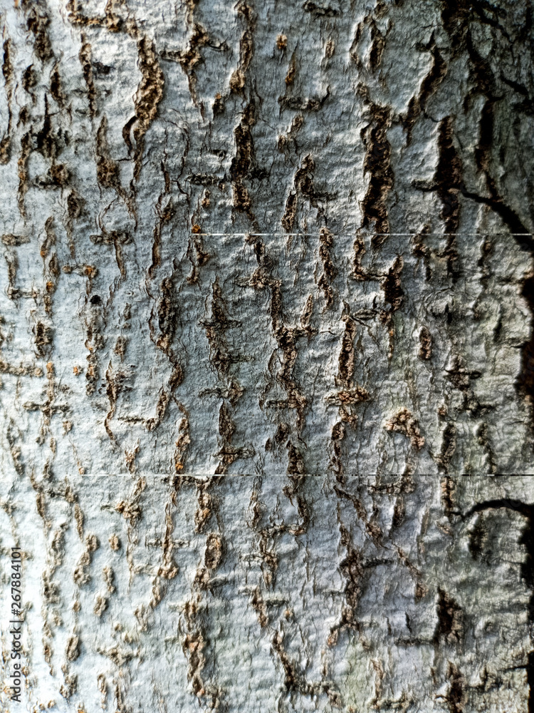 Obraz premium Bark surface. Wood texture.