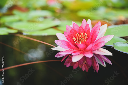 beautiful lotus flower on the water after rain in garden with bokeh.