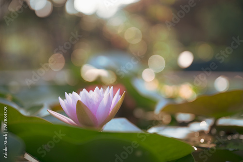 beautiful lotus flower on the water after rain in garden with bokeh.