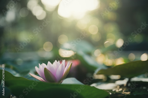Obraz na płótnie beautiful lotus flower on the water after rain in garden with bokeh. w salonie
