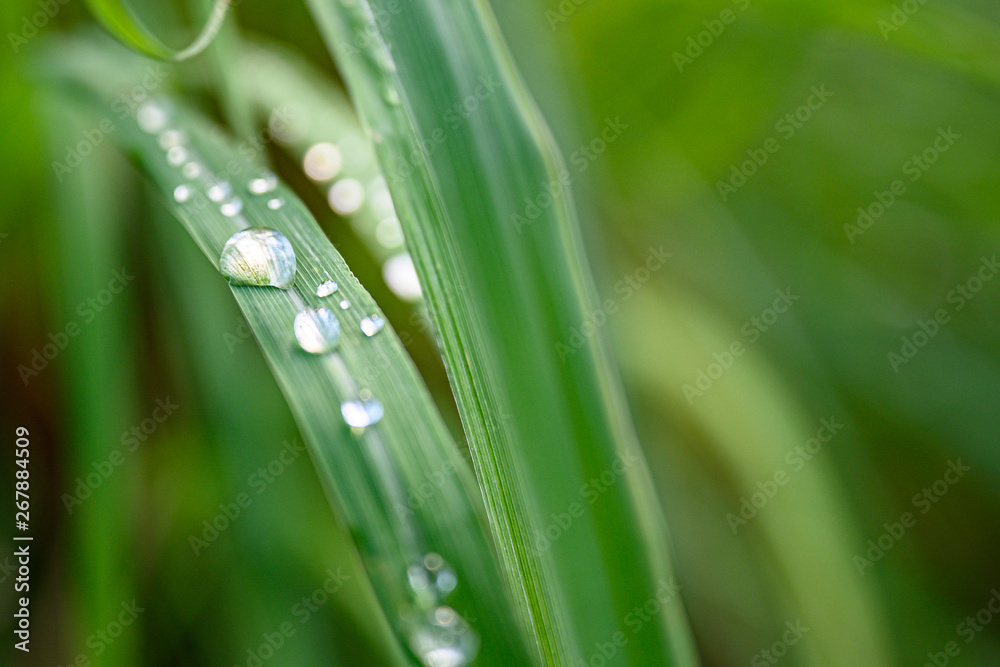 Closeup Drops of water on green leaf after rain, the nature view in the garden at summer. Closeup Drops of water on green leaf after rain, the nature view in the garden at summer.