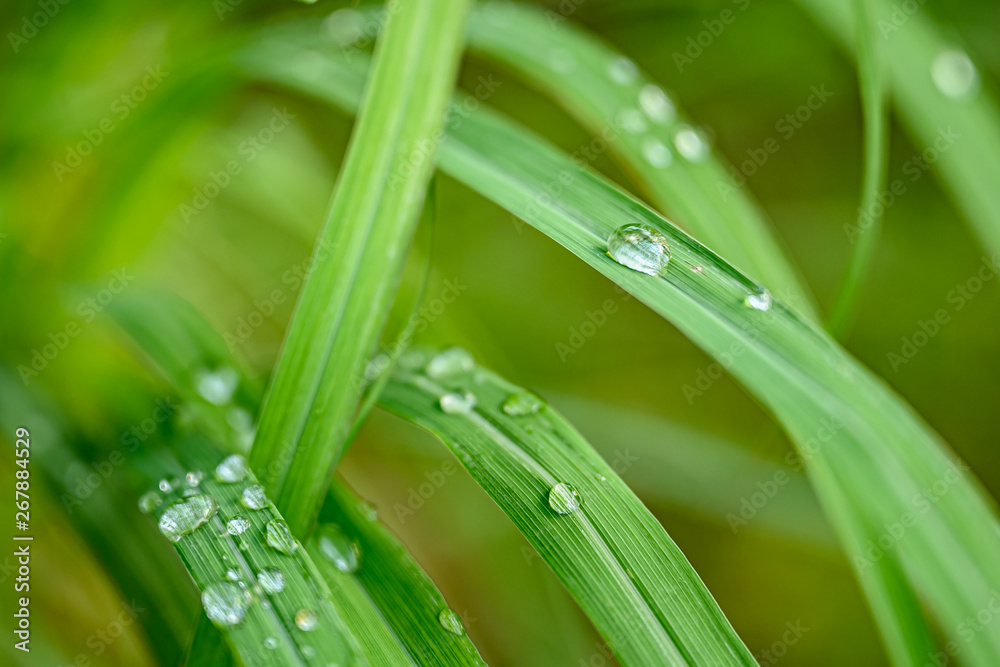 Closeup Drops of water on green leaf after rain, the nature view in the garden at summer. Closeup Drops of water on green leaf after rain, the nature view in the garden at summer.