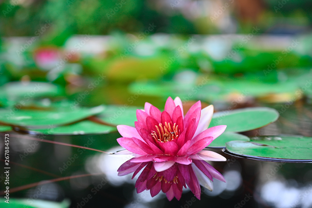 beautiful lotus flower on the water after rain in garden with bokeh.