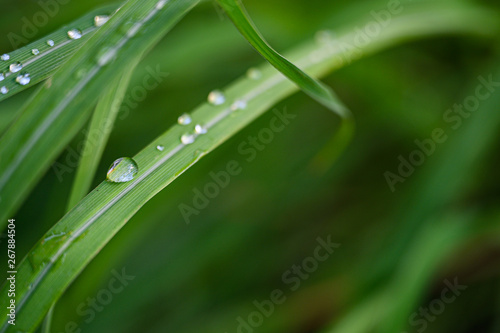 Closeup Drops of water on green leaf after rain, the nature view in the garden at summer.