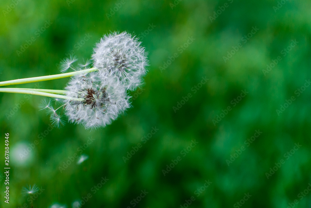 Fototapeta premium Dandelions on soft green background. Selective focus. Copyspace