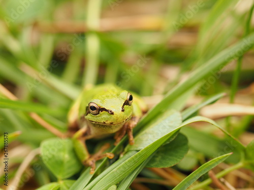 草の中の二ホンアマガエル