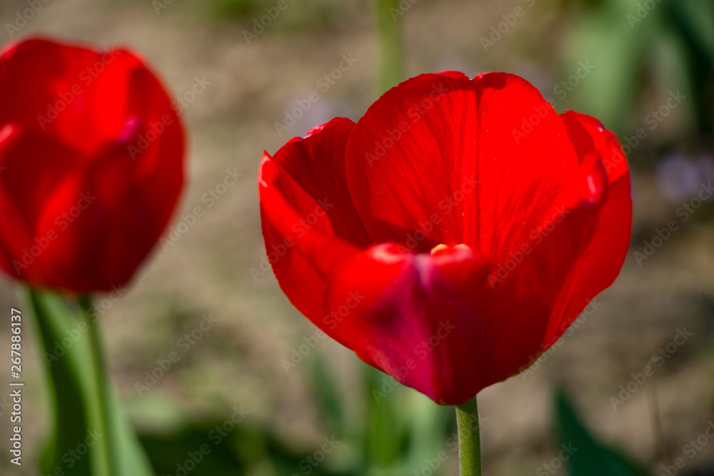 Tulips, spring flowers, tulips are blooming Tulips, spring flowers, tulips are blooming