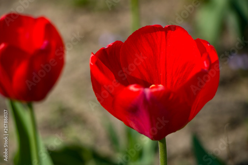  Tulips, spring flowers,  tulips are blooming