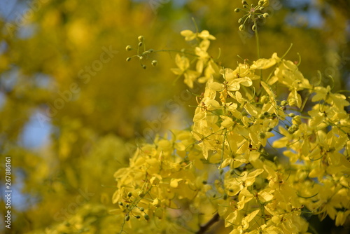 Cassia fistula, golden shower tree or Ratchaphruek in Thailand