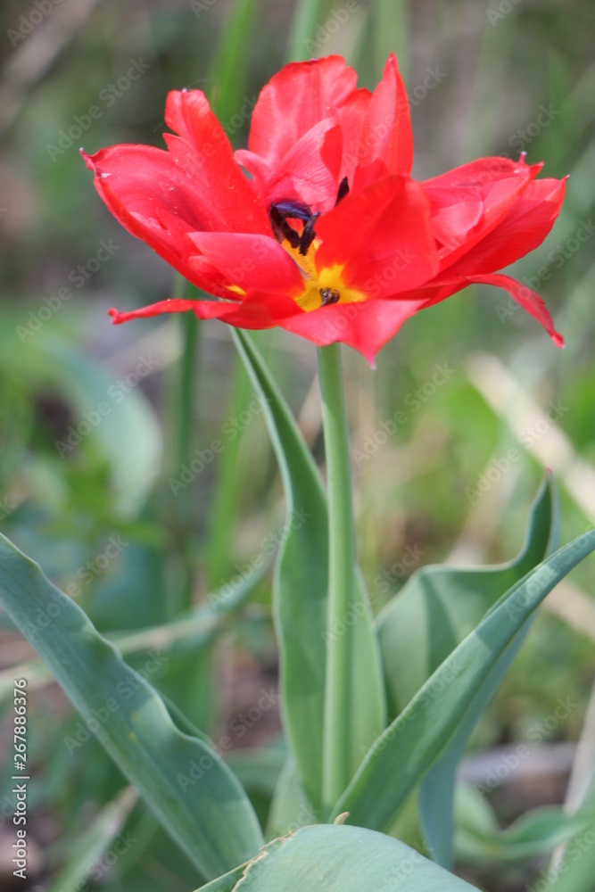 Fototapeta premium Tulips, spring flowers, tulips are blooming