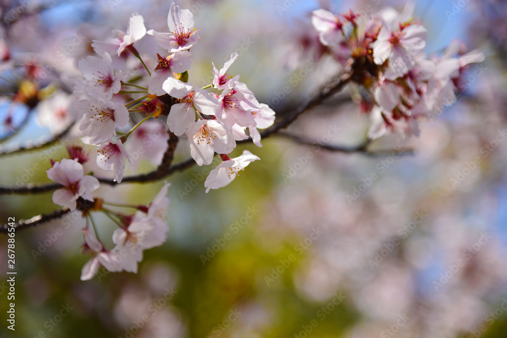 Beautiful pink cherry blossom or Sakura Beautiful pink cherry blossom or Sakura