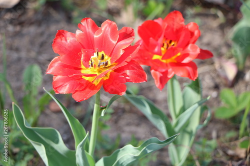  Tulips  spring flowers   tulips are blooming