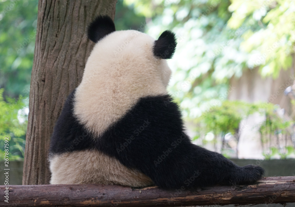 close up on back of the giant panda close up on back of the giant panda