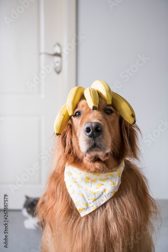 Golden retriever head with banana on top