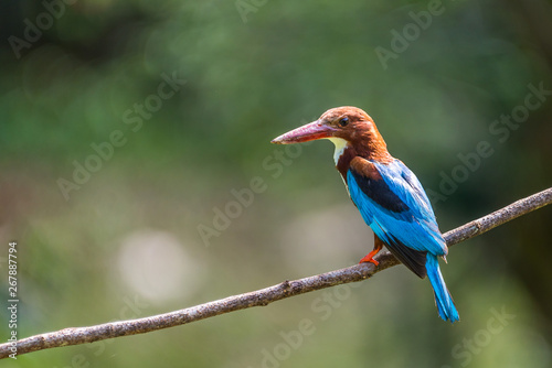 White-throated kingfisher (Halcyon smyrnensis) perched © Lee