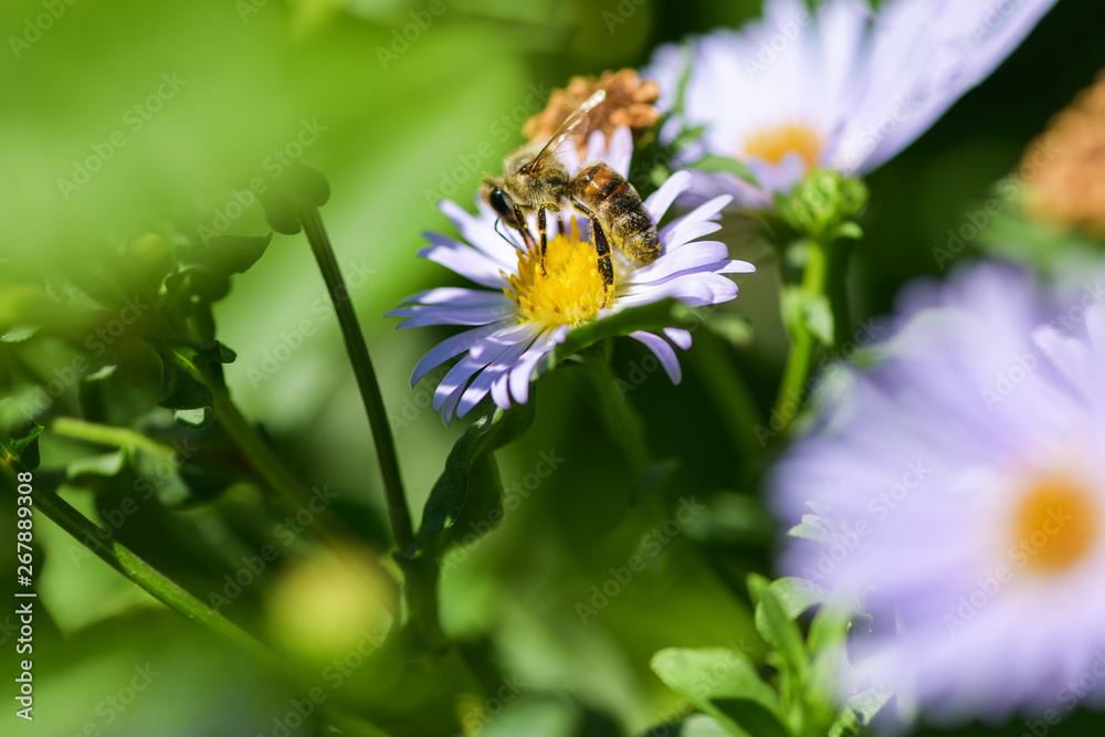 Bee collects nectar on a purple flower. Macro photography Bee collects nectar on a purple flower. Macro photography