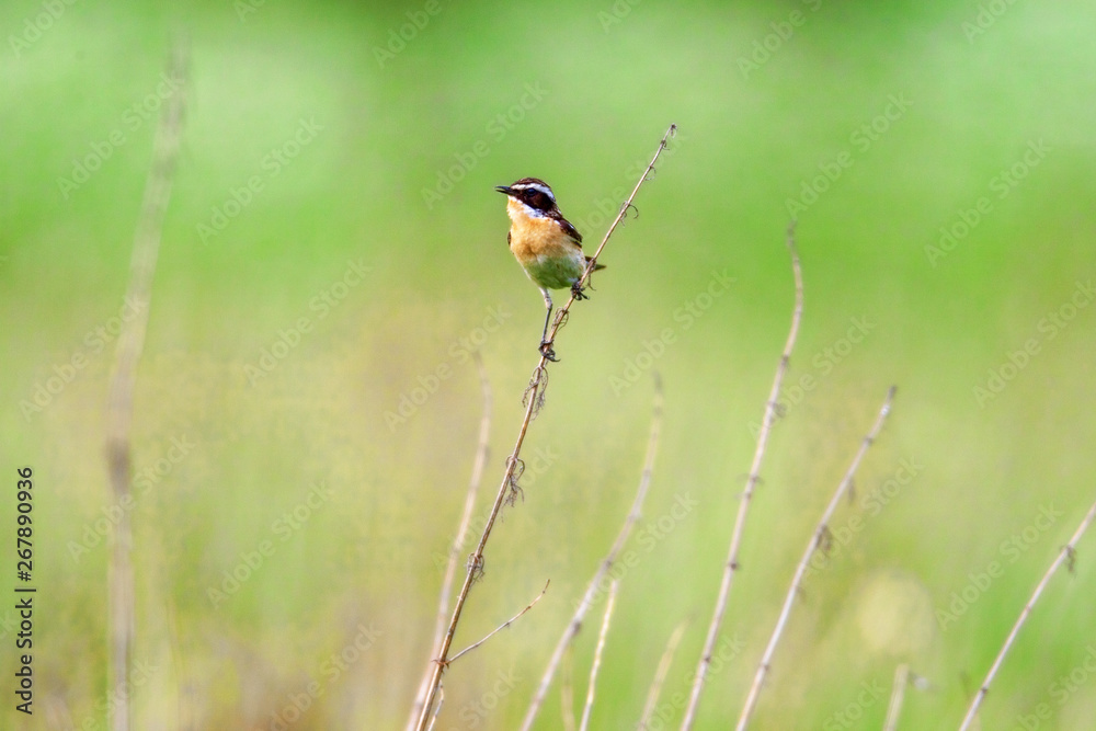 Fototapeta premium Stonechat. Stonechats are robin sized birds.