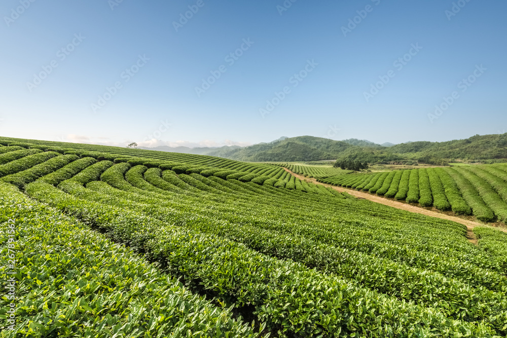 tea plantations on a sunny morning