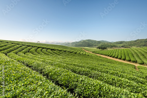 tea plantations on a sunny morning © chungking