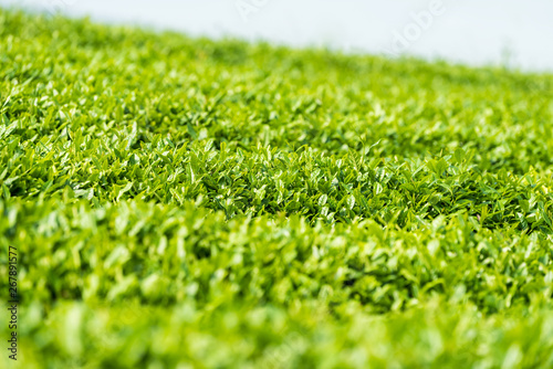 verdant tea plantation closeup