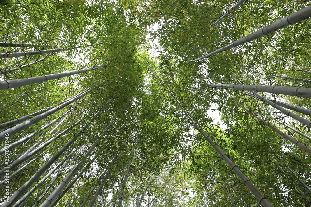 Obraz premium 若竹