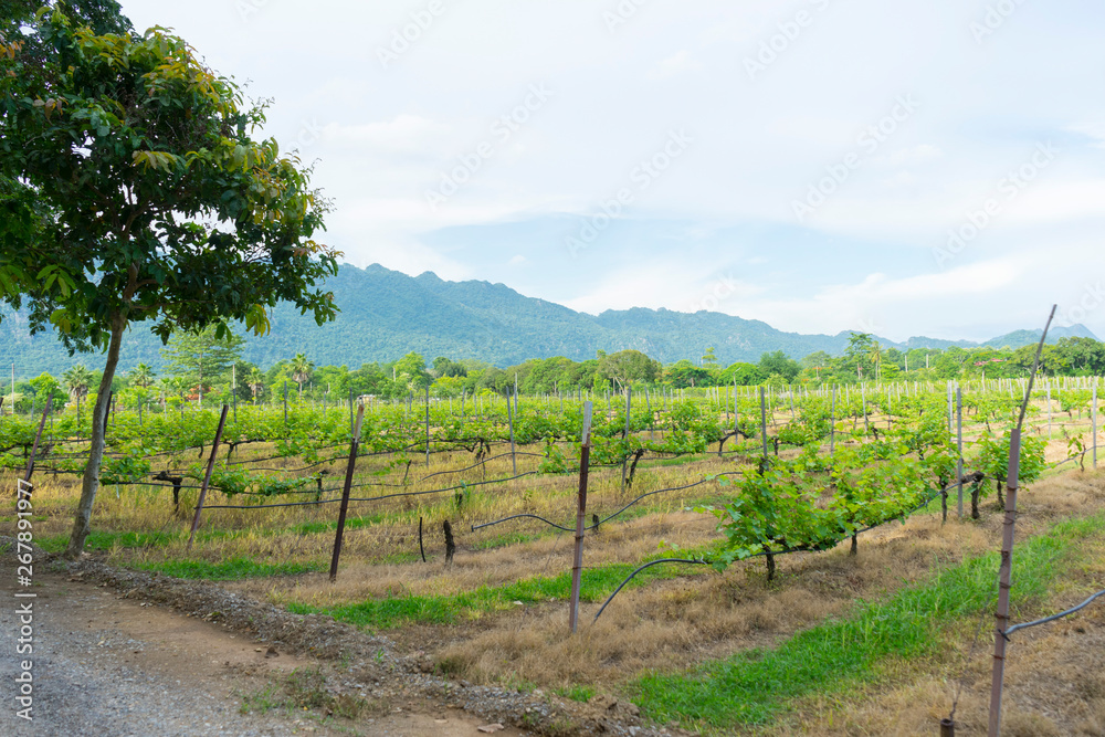 Rows of vineyard grape vines, landscape with green vineyards 