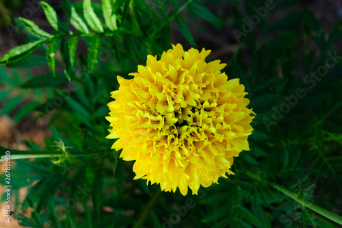 Yellow marigold flowers are very beautiful.
